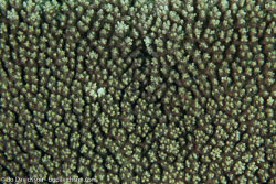 BD-130713-Maldives-0388-Acropora-sp.-Oken.-1815.jpg