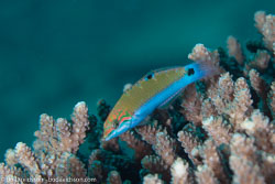 BD-130714-Maldives-0647-Halichoeres-sp.-Rüppell.-1835.jpg