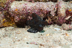 BD-150425-Maldives-8594-Coriocella-nigra.-Blainville.-1824.jpg