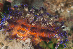 BD-110314-Puerto-Galera-3507-Sea-urchins.jpg