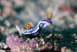 BD-110319-Puerto-Galera-4130-Chromodoris-annae.-Bergh.-1877---Anna's-chromodoris.jpg