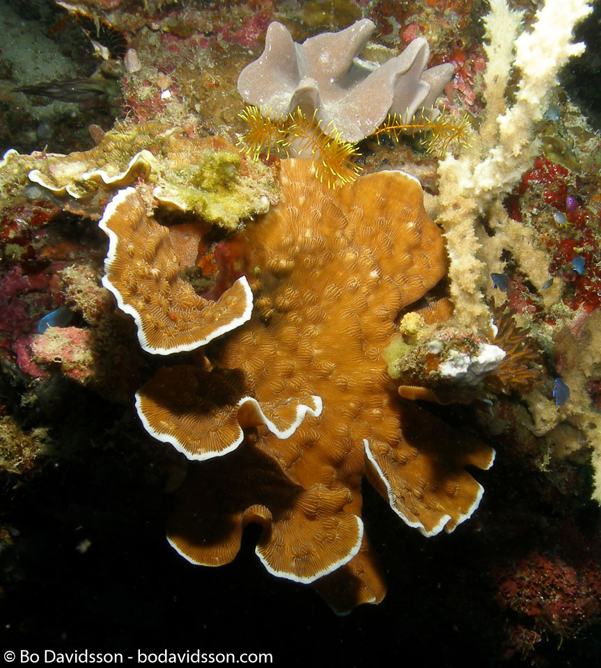 BD-060407-Moalboal--Anthozoa--Corals--Koralldjur.jpg