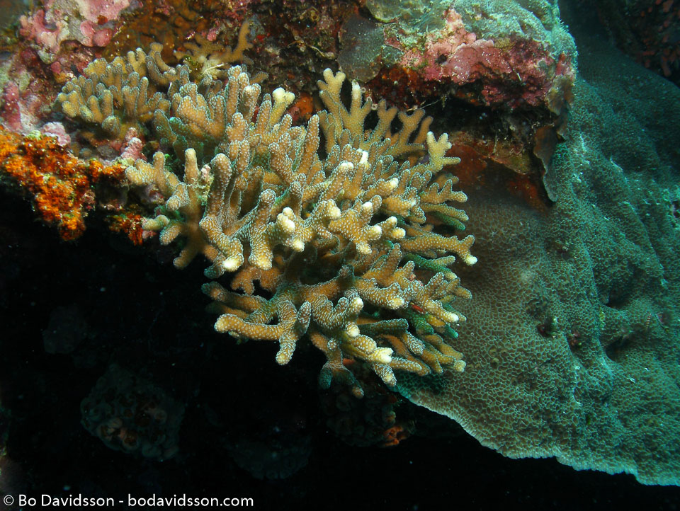 BD-060408-Moalboal--Anthozoa--Corals--Koralldjur-4.jpg