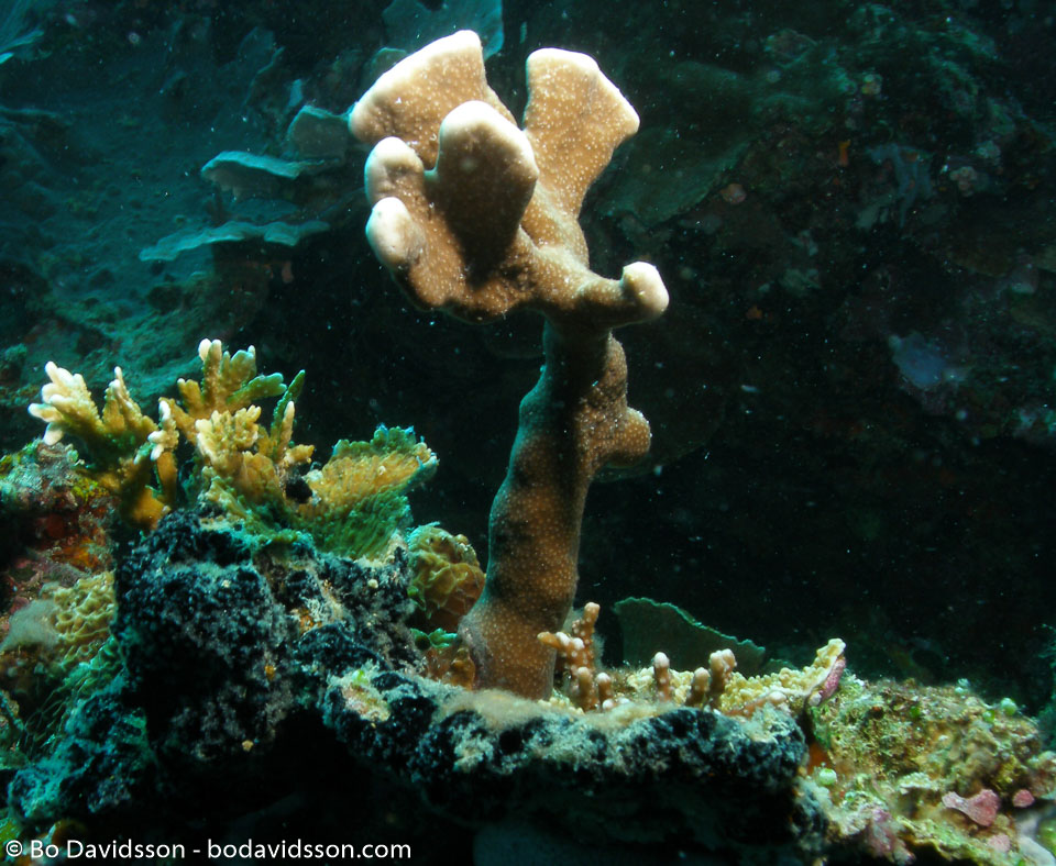 BD-060408-Moalboal--Anthozoa--Corals--Koralldjur-5.jpg