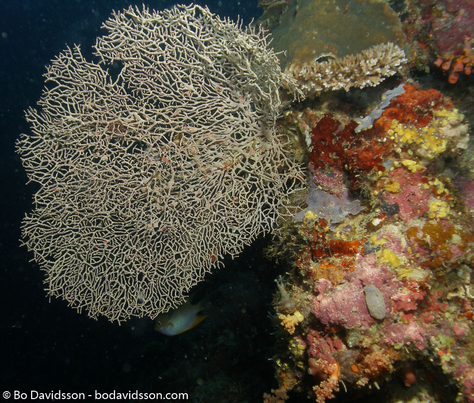 BD-060408-Moalboal--Anthozoa--Corals--Koralldjur-6.jpg