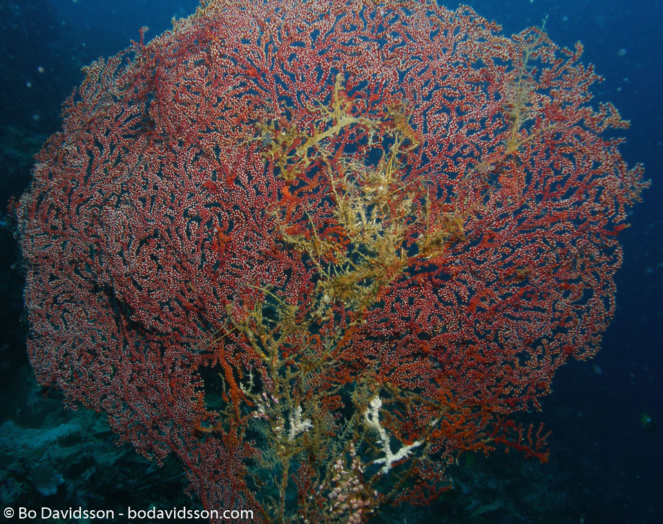 BD-060408-Moalboal--Anthozoa--Corals--Koralldjur.jpg