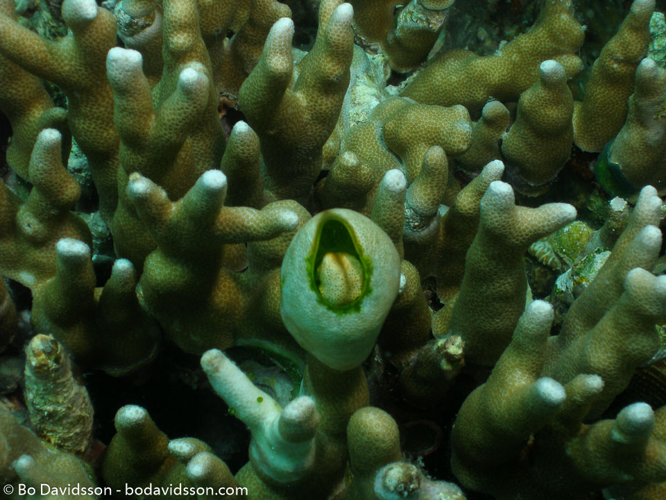 BD-060408-Moalboal-4080677-Anthozoa--Corals--Koralldjur.jpg