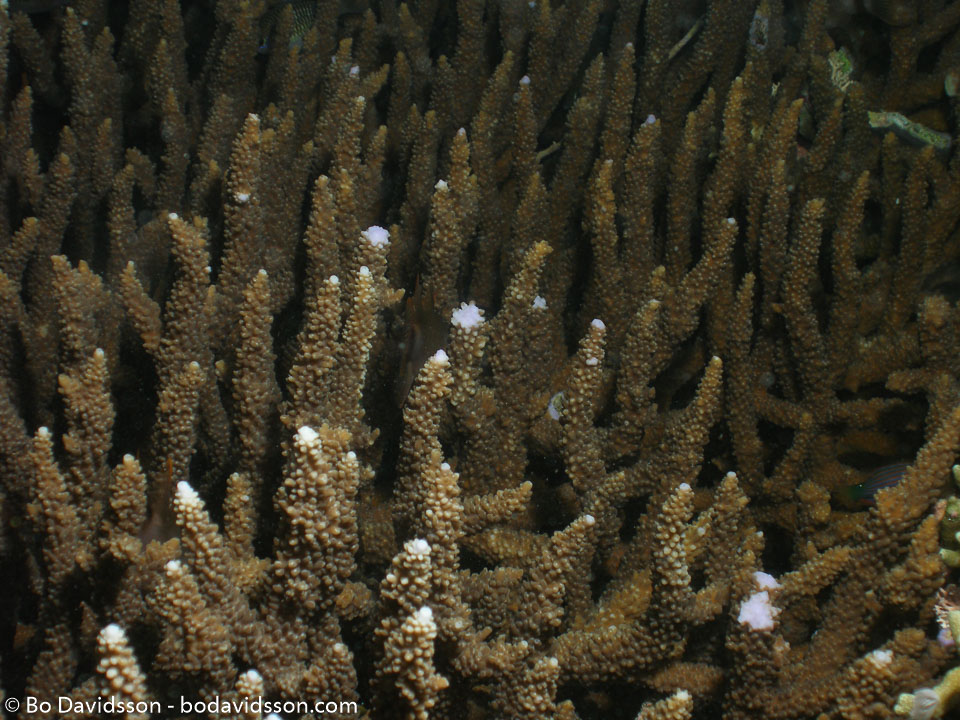 BD-060408-Moalboal-4080734-Anthozoa--Corals--Koralldjur.jpg