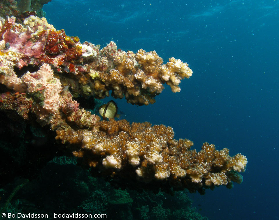 BD-060409-Moalboal--Anthozoa--Corals--Koralldjur-4.jpg