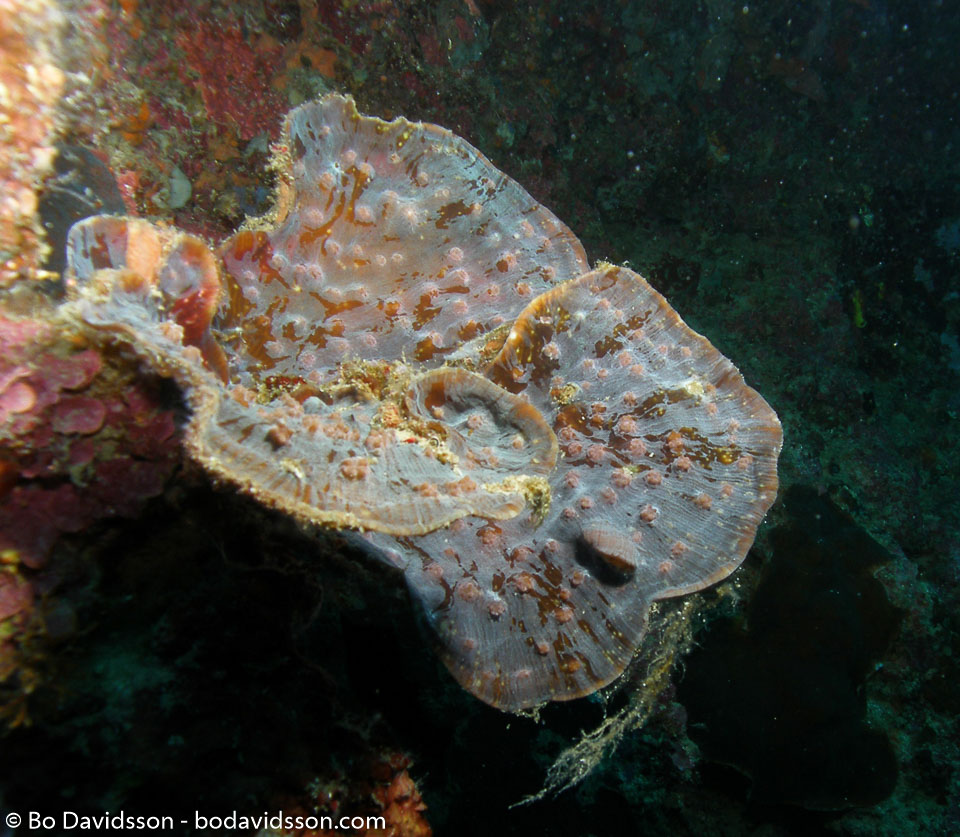 BD-060409-Moalboal--Anthozoa--Corals--Koralldjur.jpg