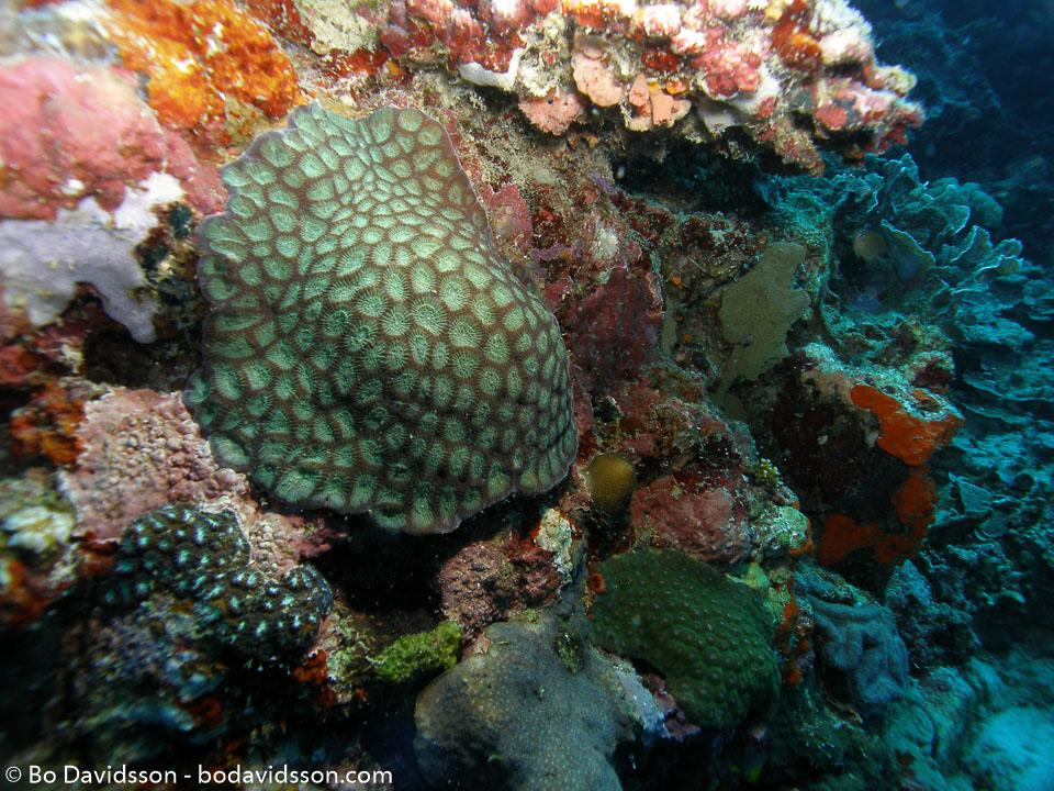 BD-060411-Moalboal-4110910-Anthozoa--Corals--Koralldjur.jpg