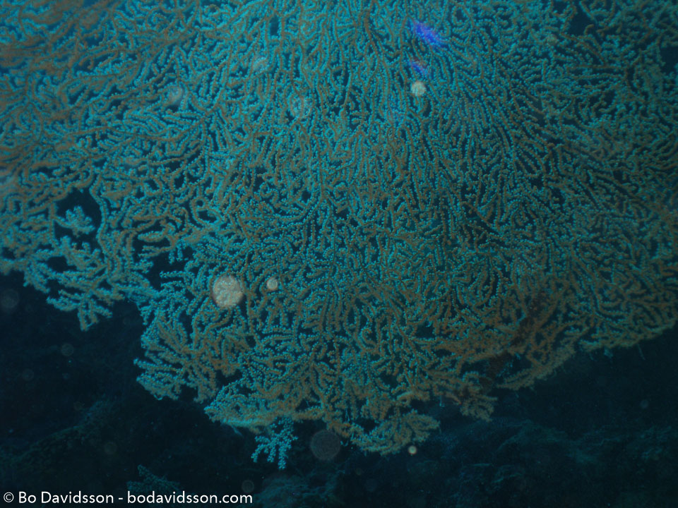 BD-060411-Moalboal-4110955-Anthozoa--Corals--Koralldjur.jpg