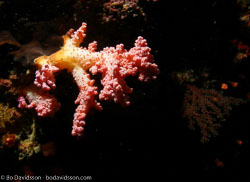 BD-060406-Moalboal--Anthozoa--Corals--Koralldjur.jpg