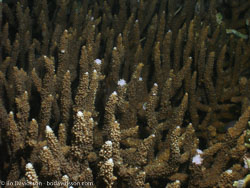BD-060408-Moalboal-4080734-Anthozoa--Corals--Koralldjur.jpg