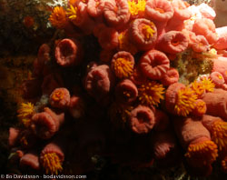 BD-060408-Pescador-Island--Tubastrea-sp.-Lesson.-1829.jpg