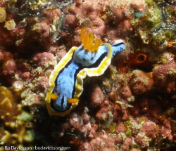 BD-060410-Moalboal--Chromodoris-michaeli.-Gosliner---Behrens.-1998.jpg
