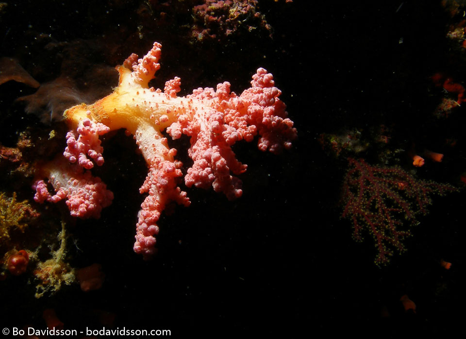 BD-060406-Moalboal--Anthozoa--Corals--Koralldjur.jpg