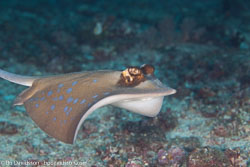 BD-111123-Raja-Ampat-4990-Taeniura-lymma.jpg
