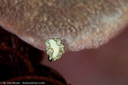 BD-111124-Raja-Ampat-5242-Eurylepta-sp.-Ehrenberg.-1831.jpg