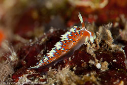 BD-111124-Raja-Ampat-5249-Caloria-indica.jpg