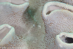 BD-111124-Raja-Ampat-5267-Sarcophyton-sp.-Lesson.-1834.jpg