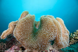 BD-111125-Raja-Ampat-5330-Sarcophyton-sp.-Lesson.-1834.jpg