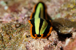 BD-111127-Raja-Ampat-5337-Pseudoceros-dimidiatus.-Graff.-1893.jpg