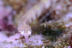 BD-111127-Raja-Ampat-5411-Corythoichthys-sp.-Kaup.-1853.jpg