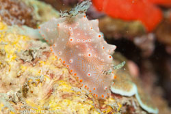 BD-111129-Raja-Ampat-5585-Halgerda-batangas.-Carlson---Hoff.-2000.jpg