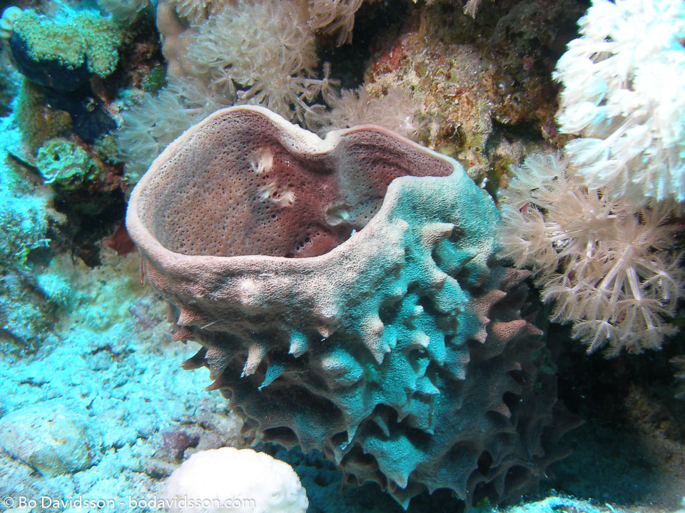 BD-071215-Sharm-151915-Coral.jpg
