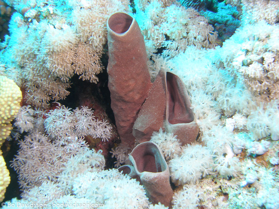 BD-071215-Sharm-151919-Coral.jpg
