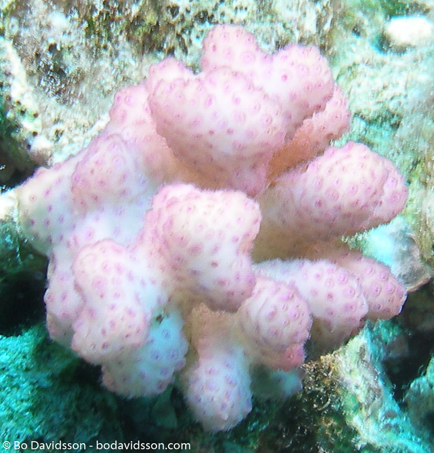 BD-071215-Sharm-151929-Coral.jpg