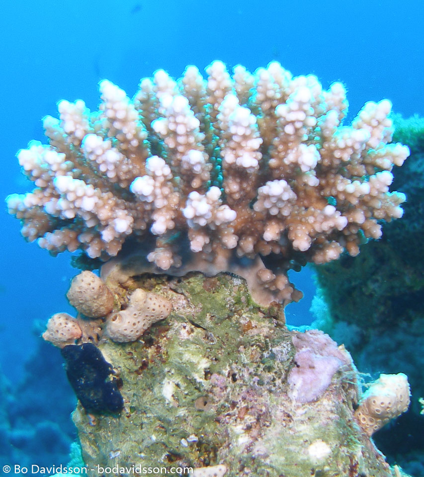 BD-071215-Sharm-151950-Coral.jpg