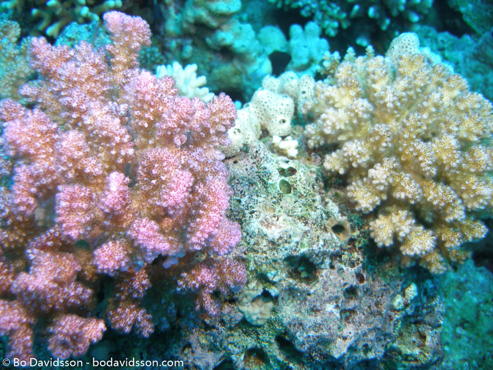 BD-071215-Sharm-151952-Coral.jpg
