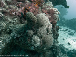 BD-071210-Sharm-100770-Coral.jpg