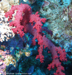 BD-071212-Tiran-121821-Coral.jpg
