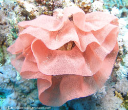 BD-071214-Tiran-141843-Coral.jpg
