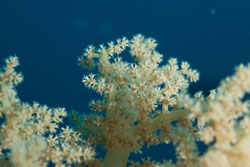 BD-150223-Sharm-6353-Dendronephthya-sp.-Kuekenthal.-1905.jpg