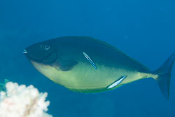 BD-150223-Sharm-6462-Acanthurus-sp.-Forsskål.-1775.jpg