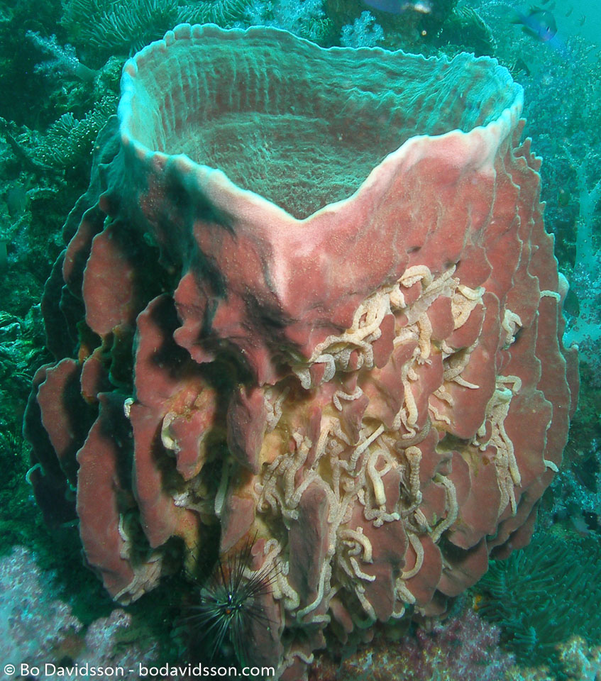 BD-070410-Ao-Nang--Anthozoa--Corals--Koralldjur-6.jpg