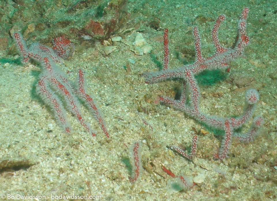 BD-070410-Ao-Nang--Anthozoa--Corals--Koralldjur-7.jpg
