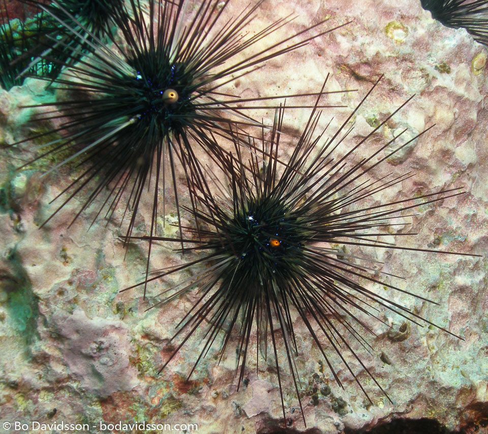 BD-070410-Ao-Nang--Anthozoa--Corals--Koralldjur-8.jpg