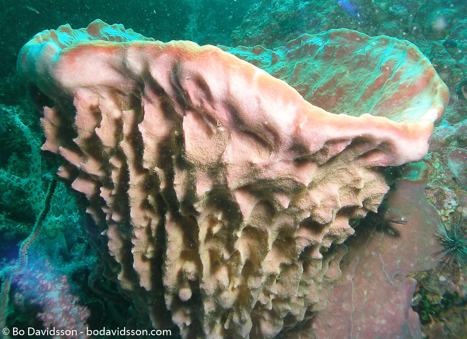 BD-070410-Ao-Nang--Anthozoa--Corals--Koralldjur.jpg