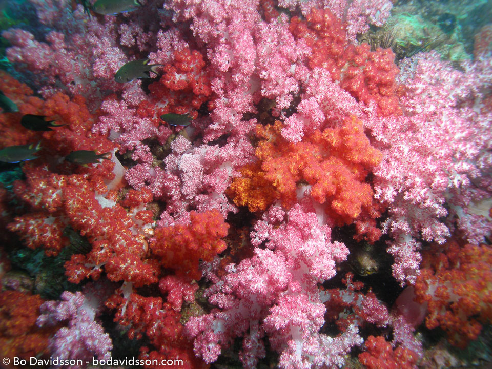 BD-070410-Ao-Nang-4100585-Anthozoa--Corals--Koralldjur.jpg