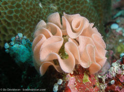 BD-070331-Similan--Coral.jpg