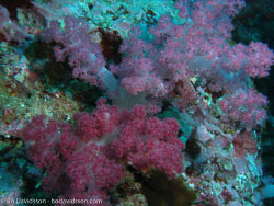 BD-070401-Similan-4010932-Coral.jpg