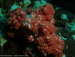 BD-070401-Similan-4010933-Coral.jpg