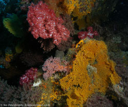 BD-070402-Similan--Coral-10.jpg