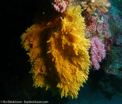 BD-070402-Similan--Coral-11.jpg