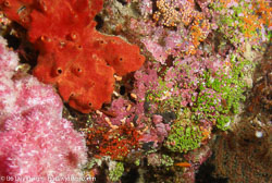 BD-070402-Similan--Coral-12.jpg
